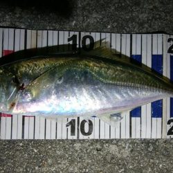 風を読みながらのアジング